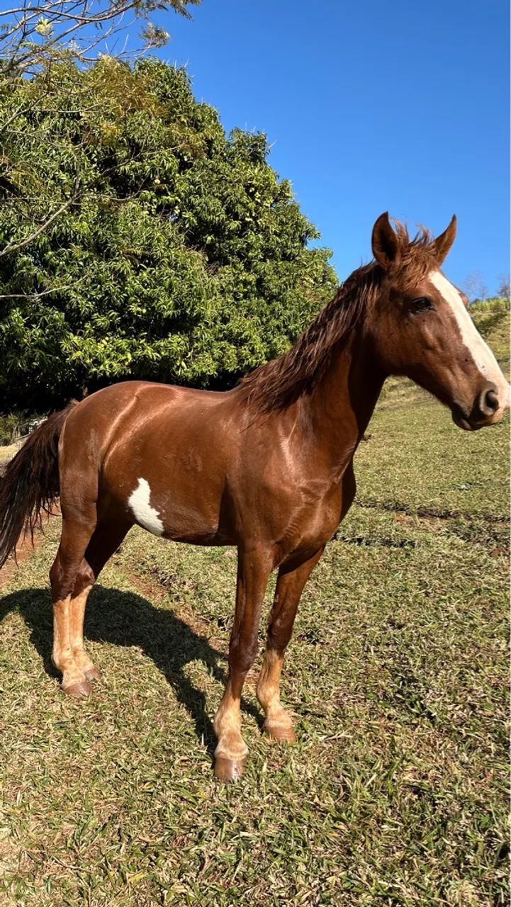 Cavalo Mangalarga - Foto 2