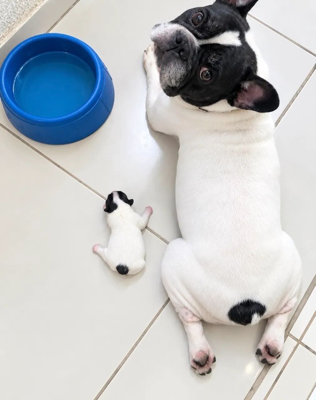 Filhotes Buldogue Francês  - Foto 4