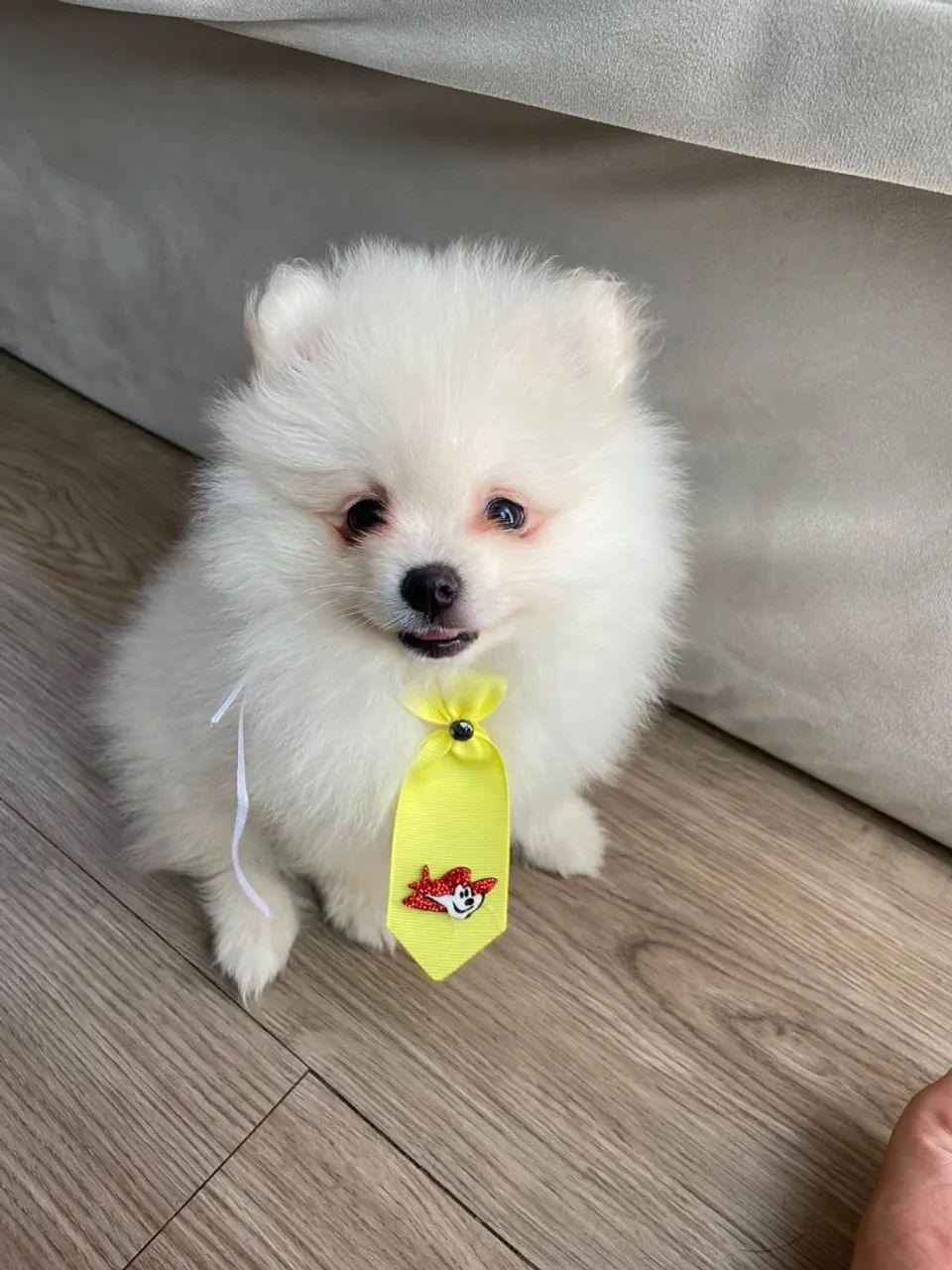 Lulu filhote macho PROMOÇÃO  - Foto 2