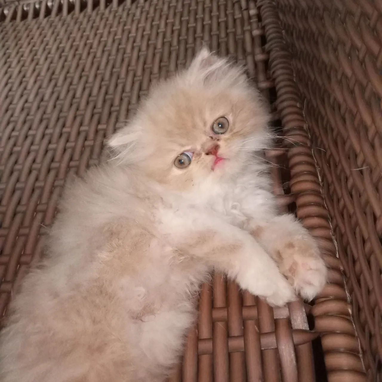 Gato persa - Foto 3