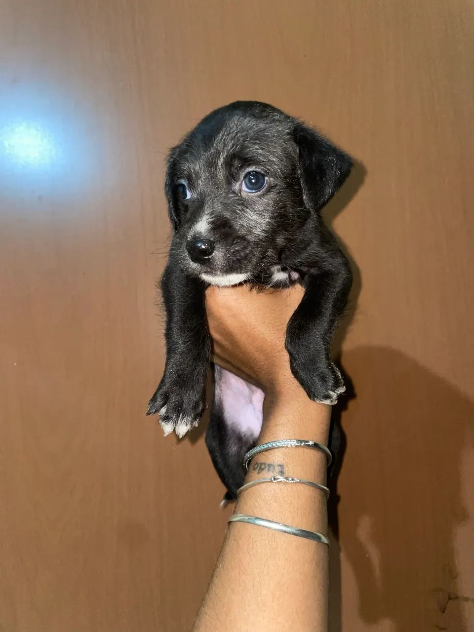 Cachorro 