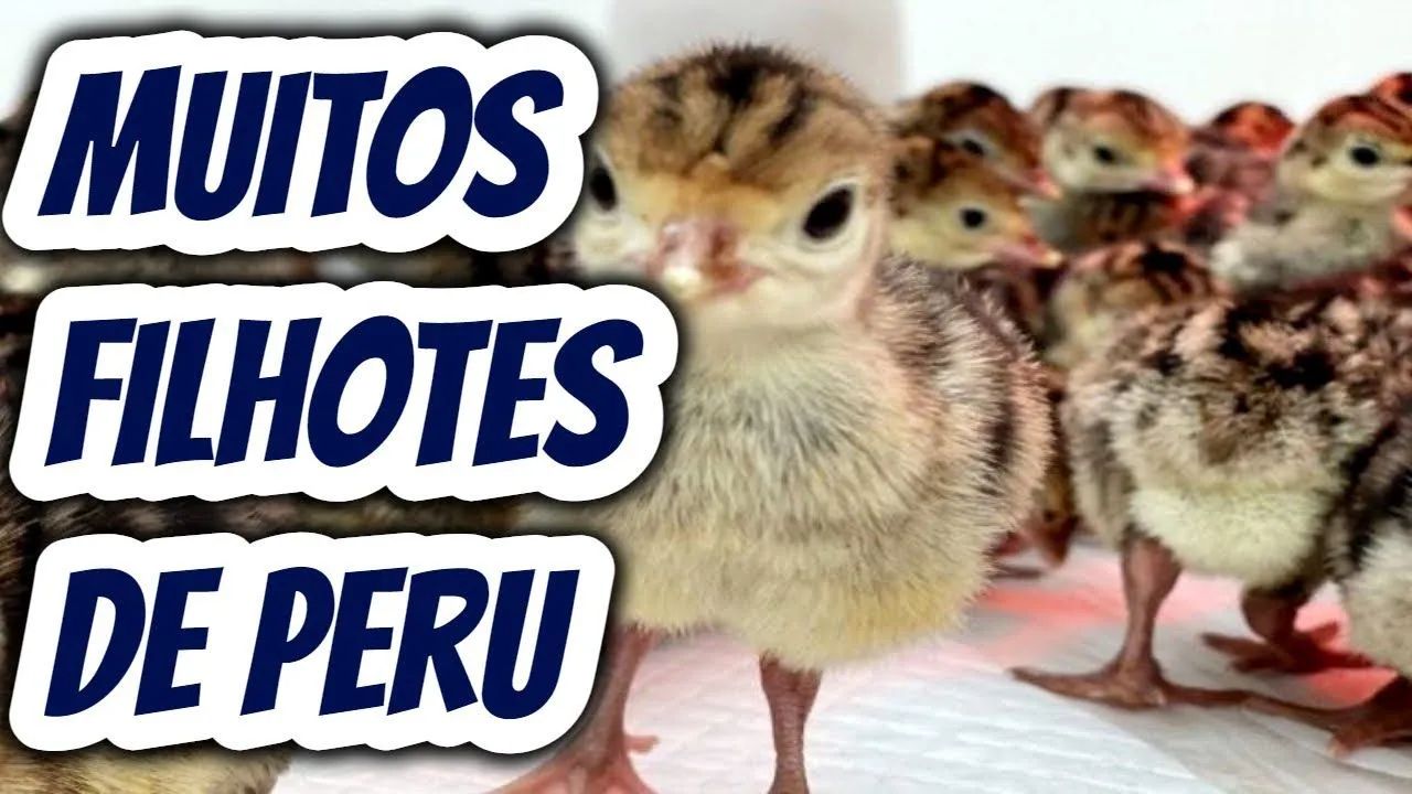 Filhotes de perú  - Foto 4