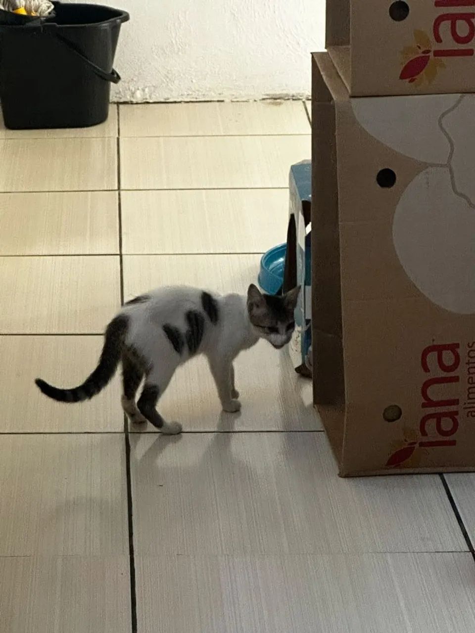Adoção responsável  - Foto 3