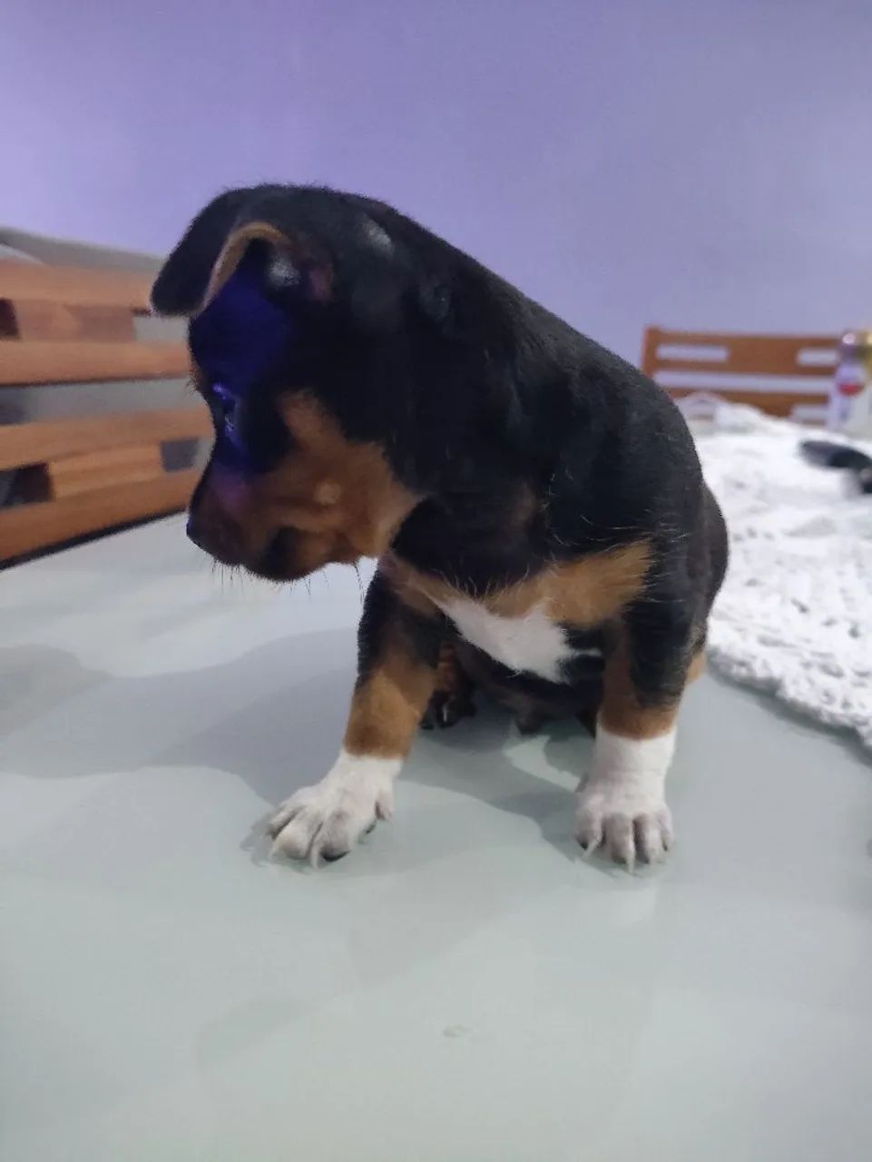 Vendo Pincher 1 - Foto 2