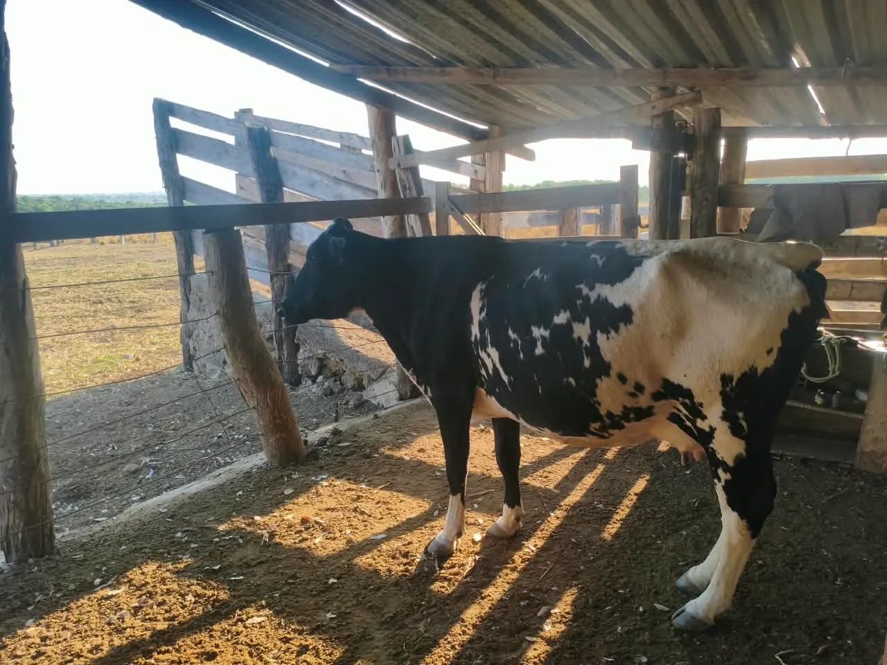 Vendo Novilhas e Vacas leiteiras  - Foto 2