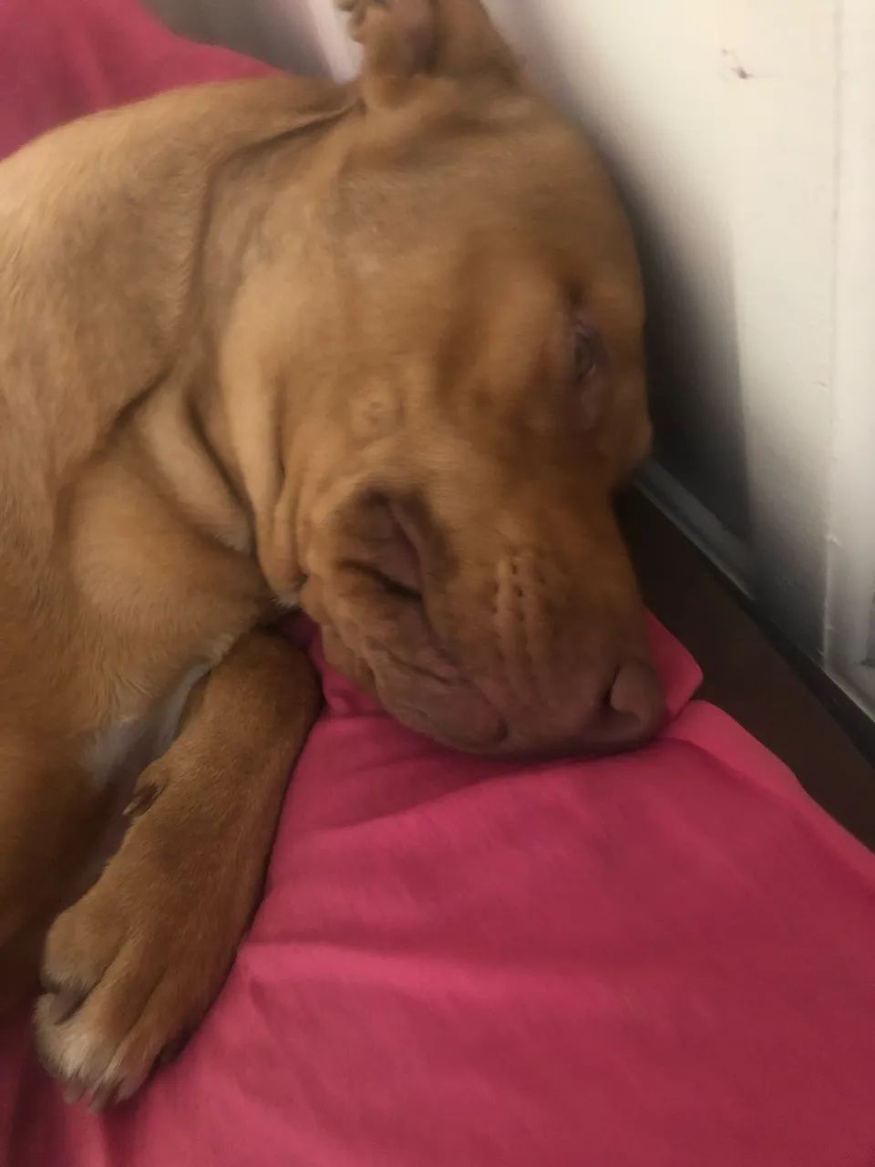 Doa-se cachorro  - Foto 4