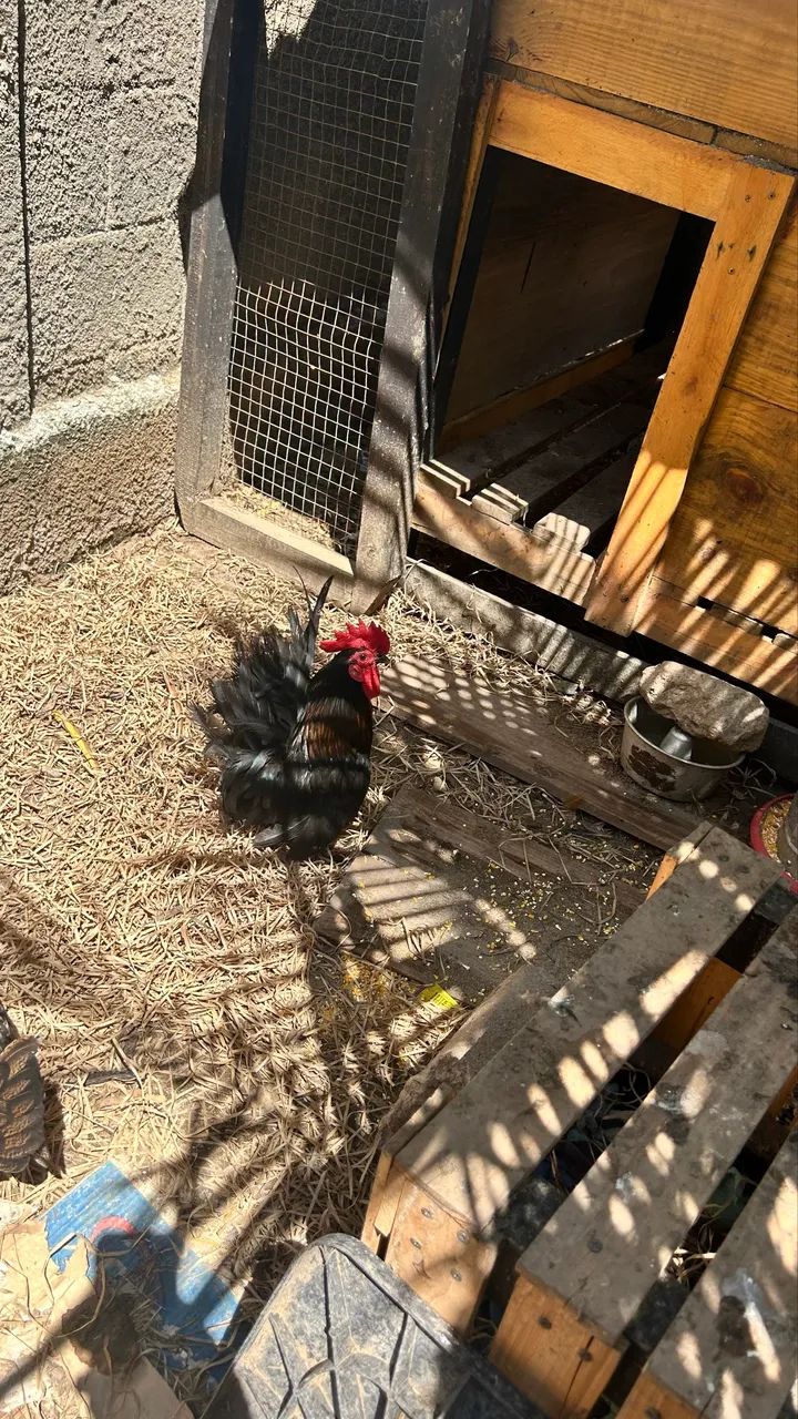 Galinha  - Foto 4