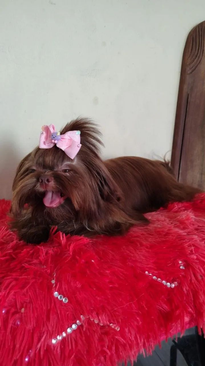 Bombonzinhas ? - Foto 5
