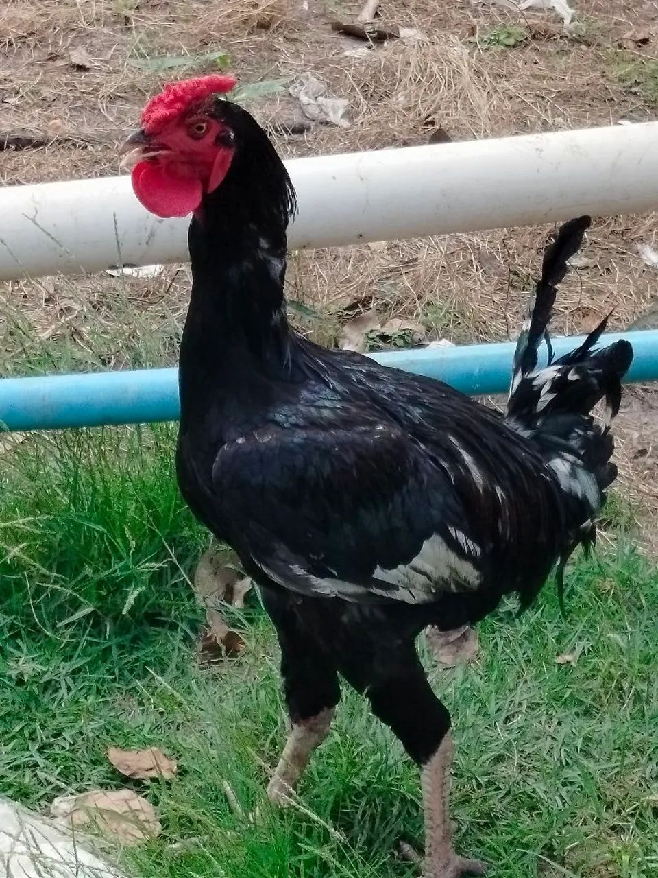 Frango caipira melhorado - Foto 2