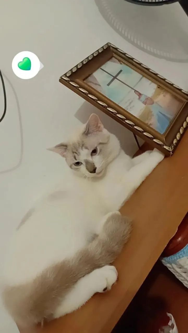 Doação gato macho 