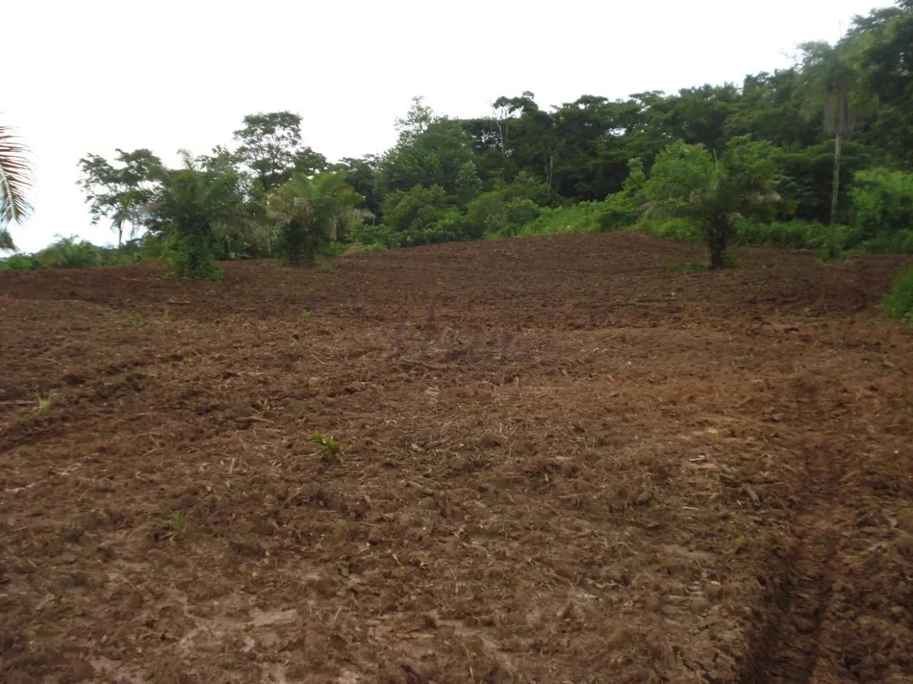 Fazenda à Venda  Santa Rita do Tocantins/TO - Foto 4