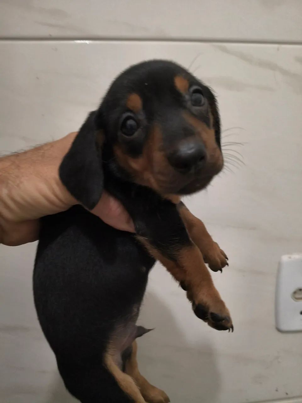 DASCHUND FÊMEA E MACHO  - Foto 2