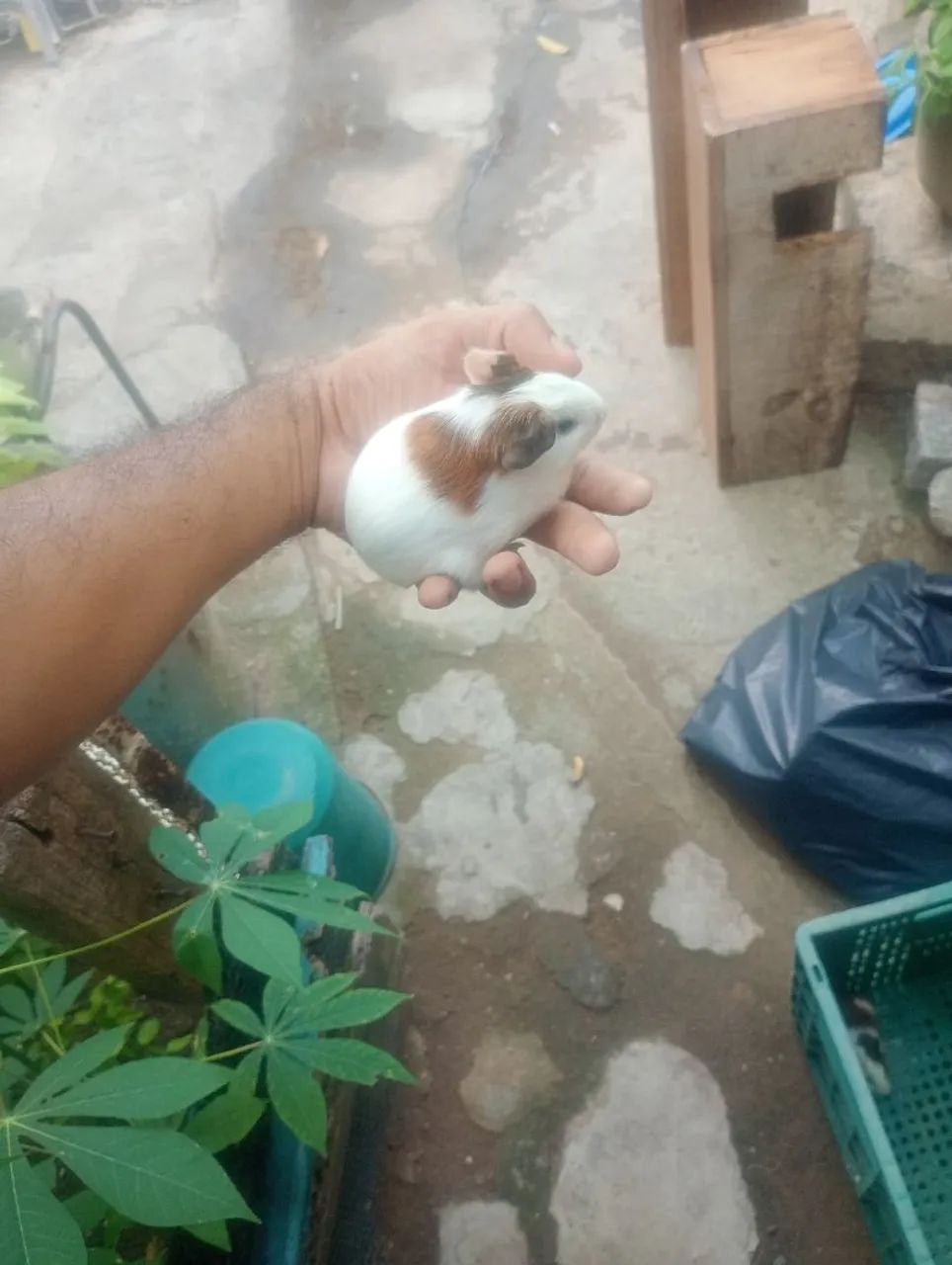 Porquinha da índia filhote fêmea  - Foto 2