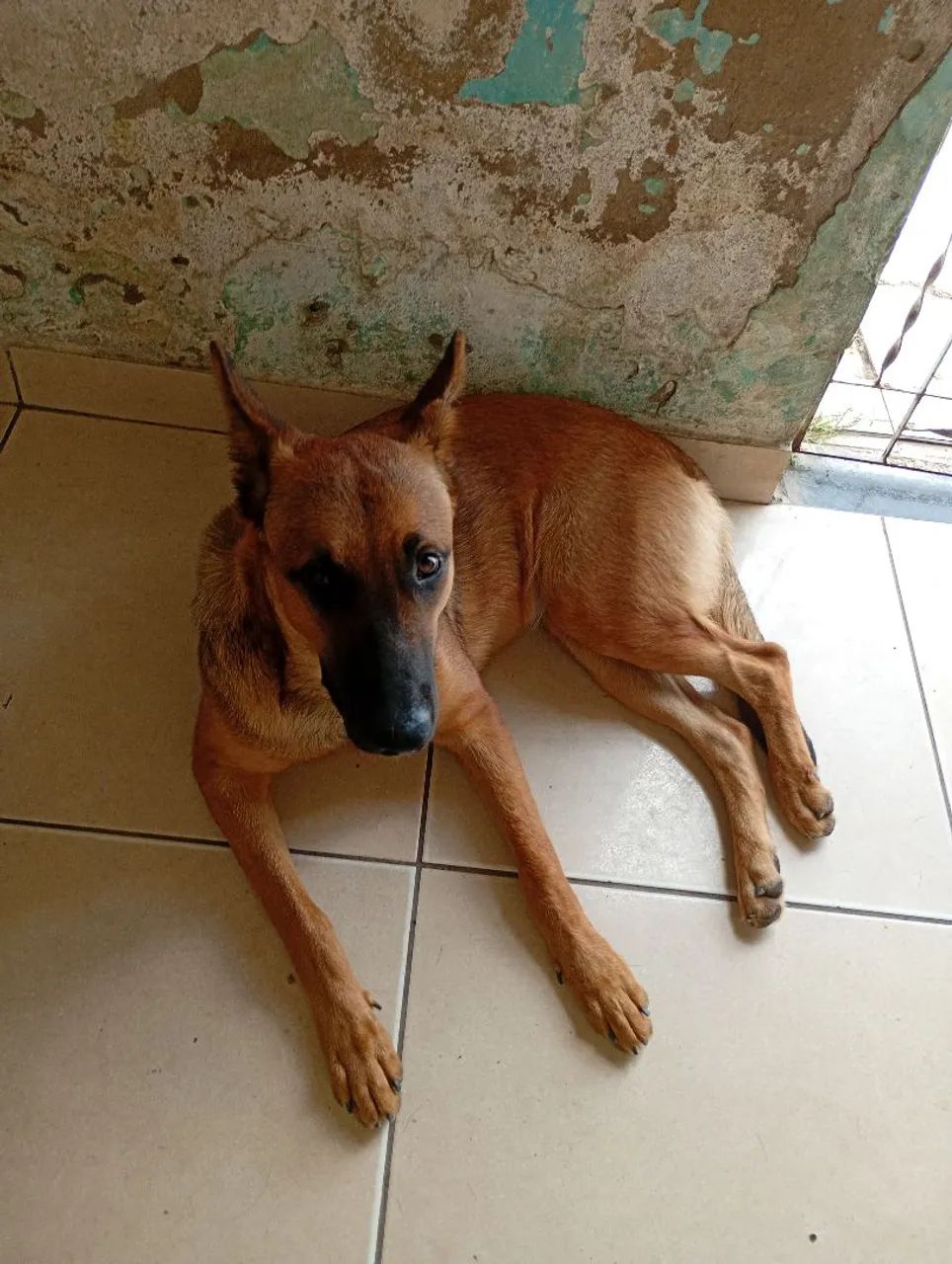 Cachorra da raça belga  - Foto 3