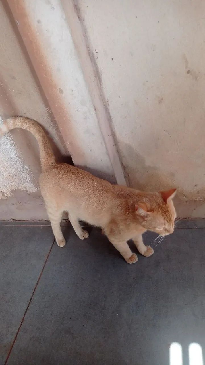 Doação de Gatos - Foto 3