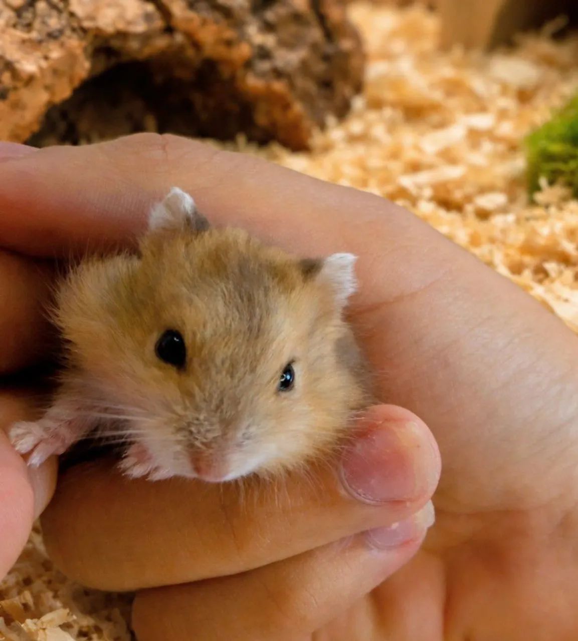 Filhote hamster anão russo - Foto 2