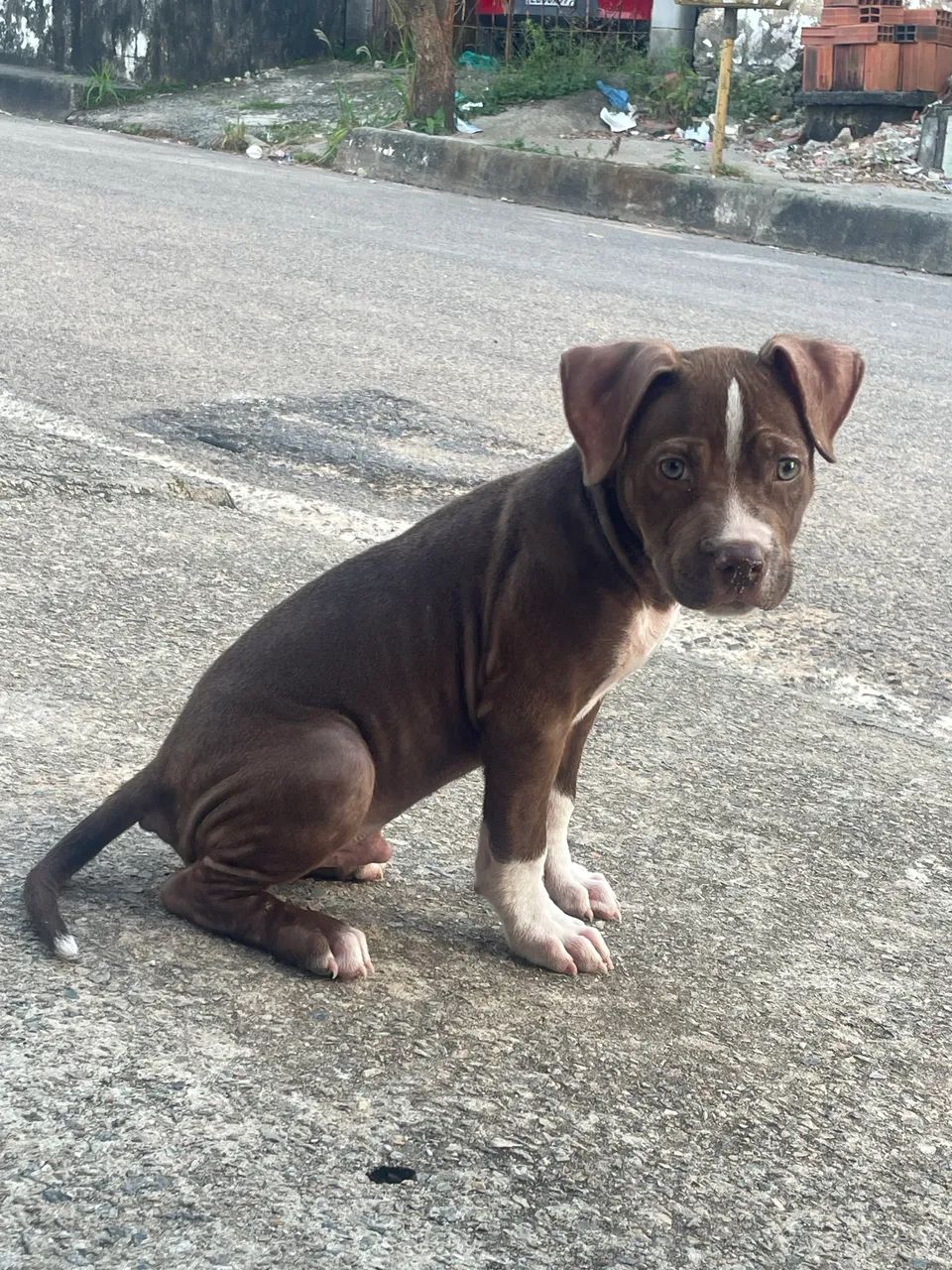 Filhote de Pitbull com 2 meses  - Foto 3