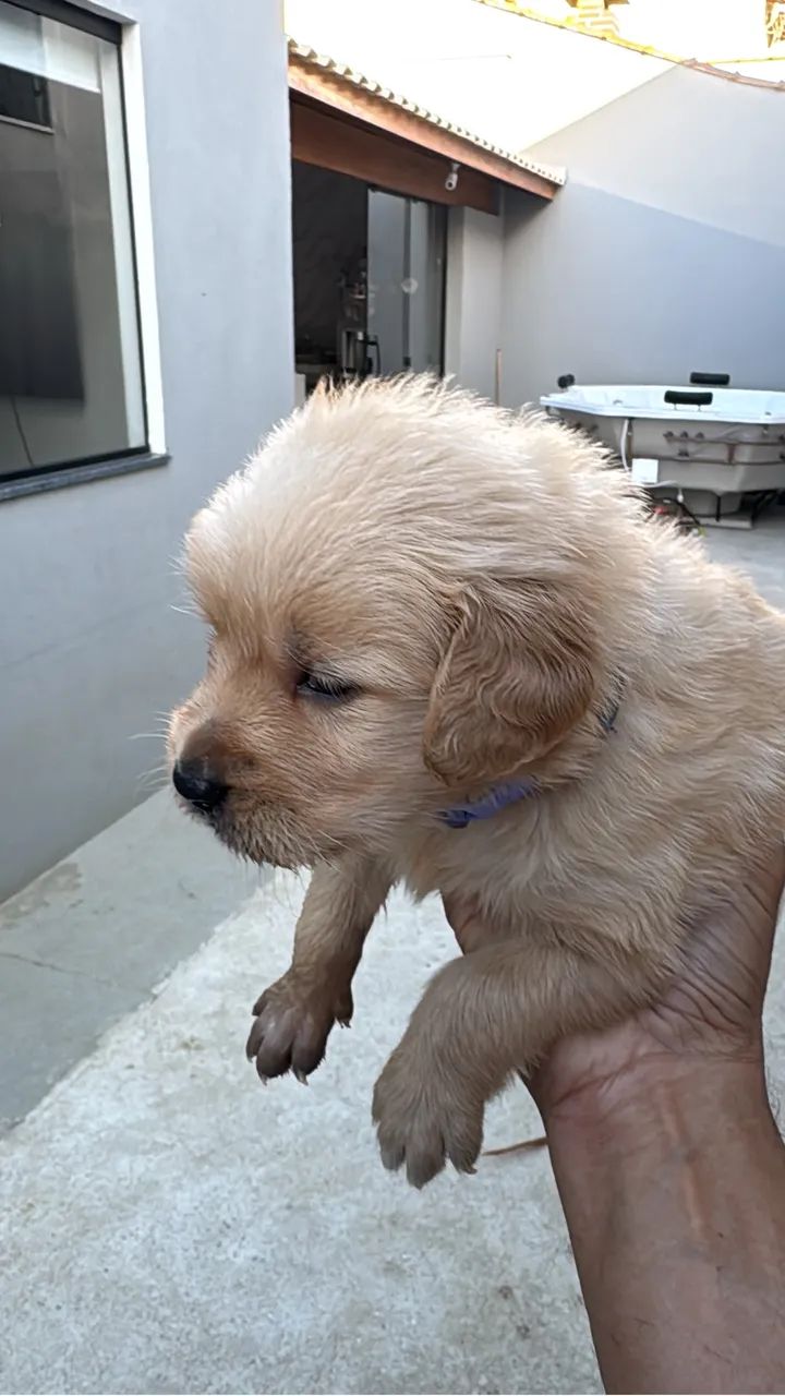 Golden Retriever   - Foto 2