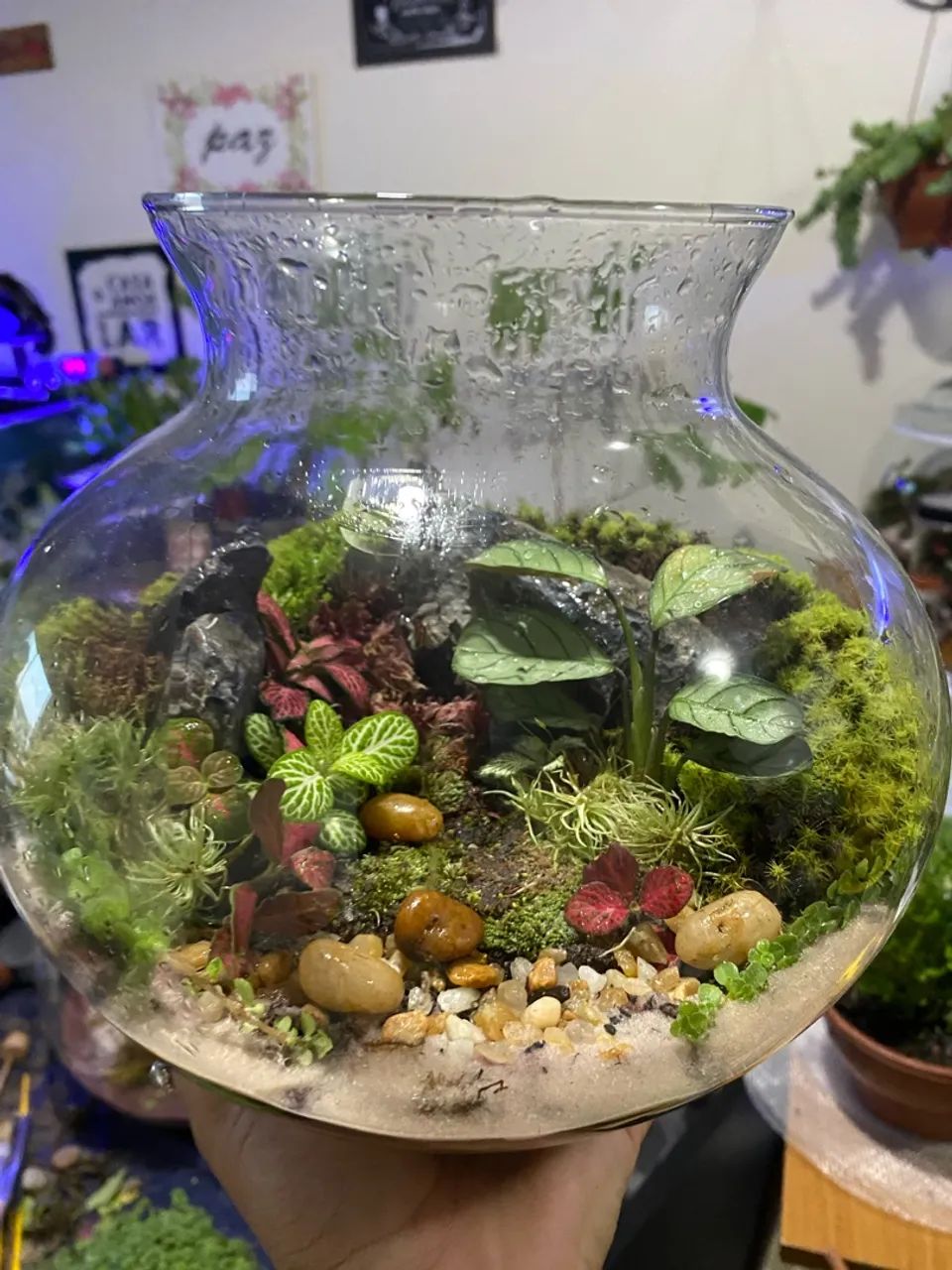 Terrário  - Foto 2