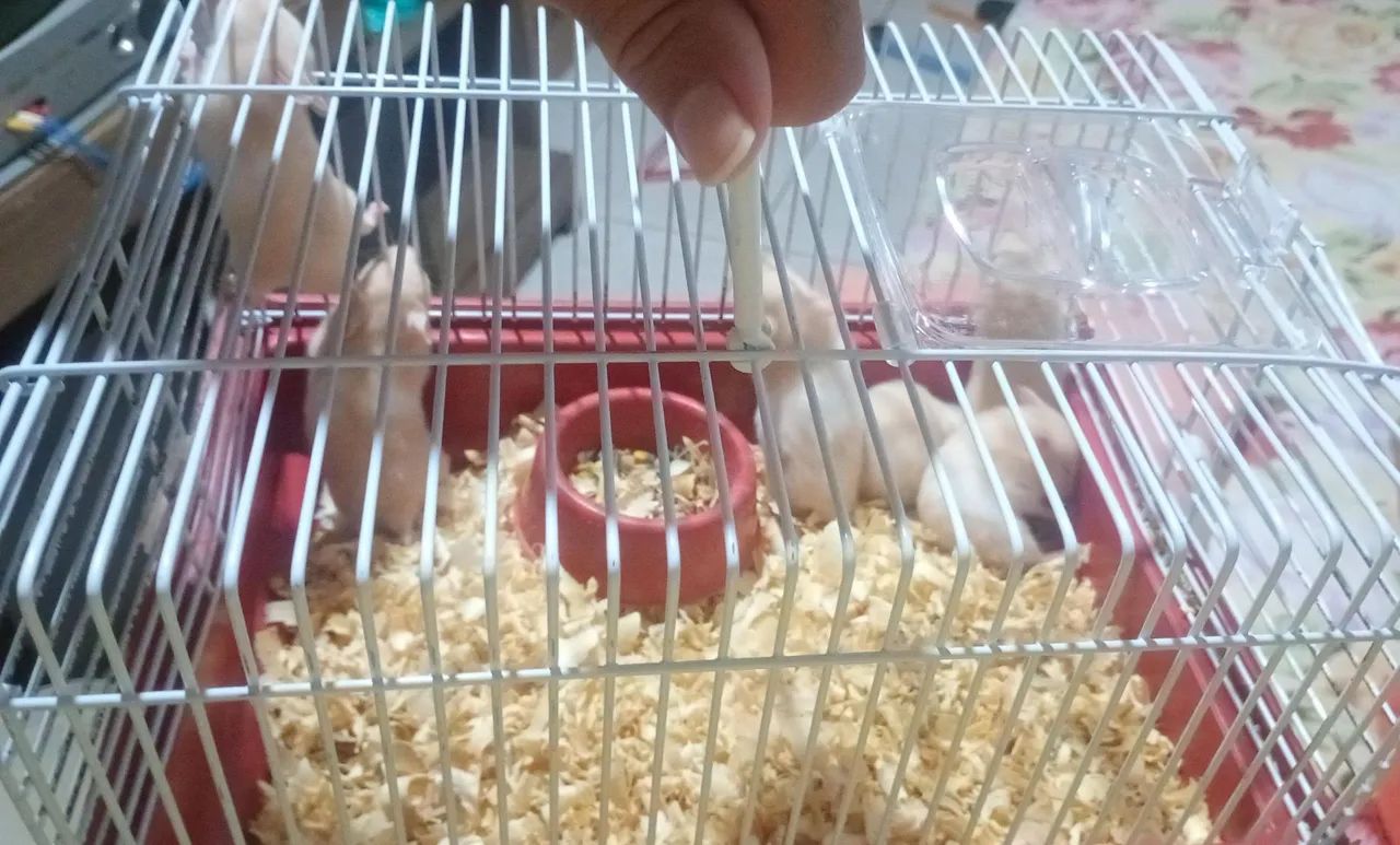Hamster bege