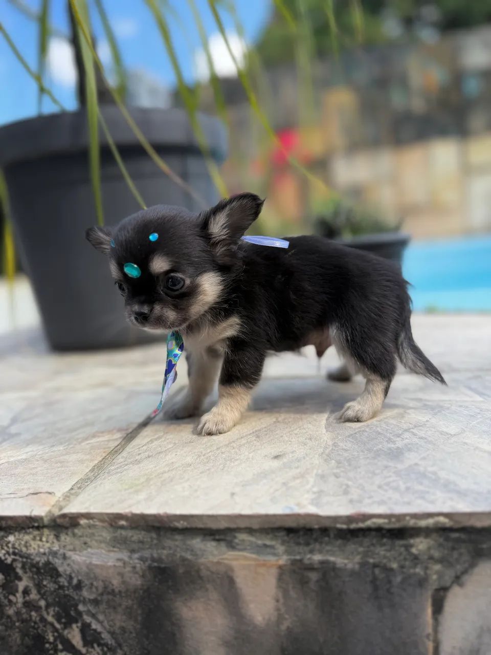 Chihuahua Black Tan  - Foto 3