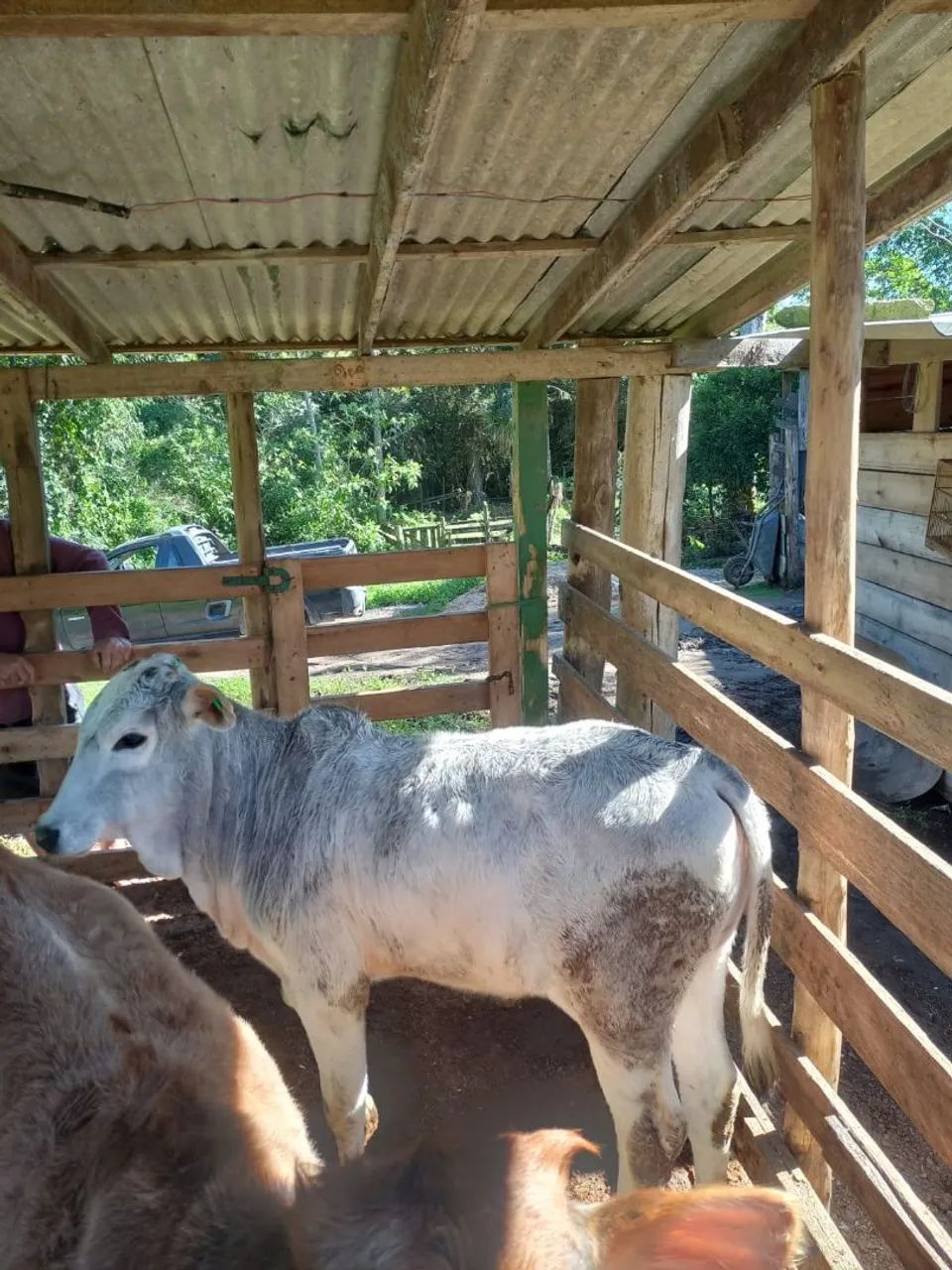 Lindos novilhos! - Foto 5