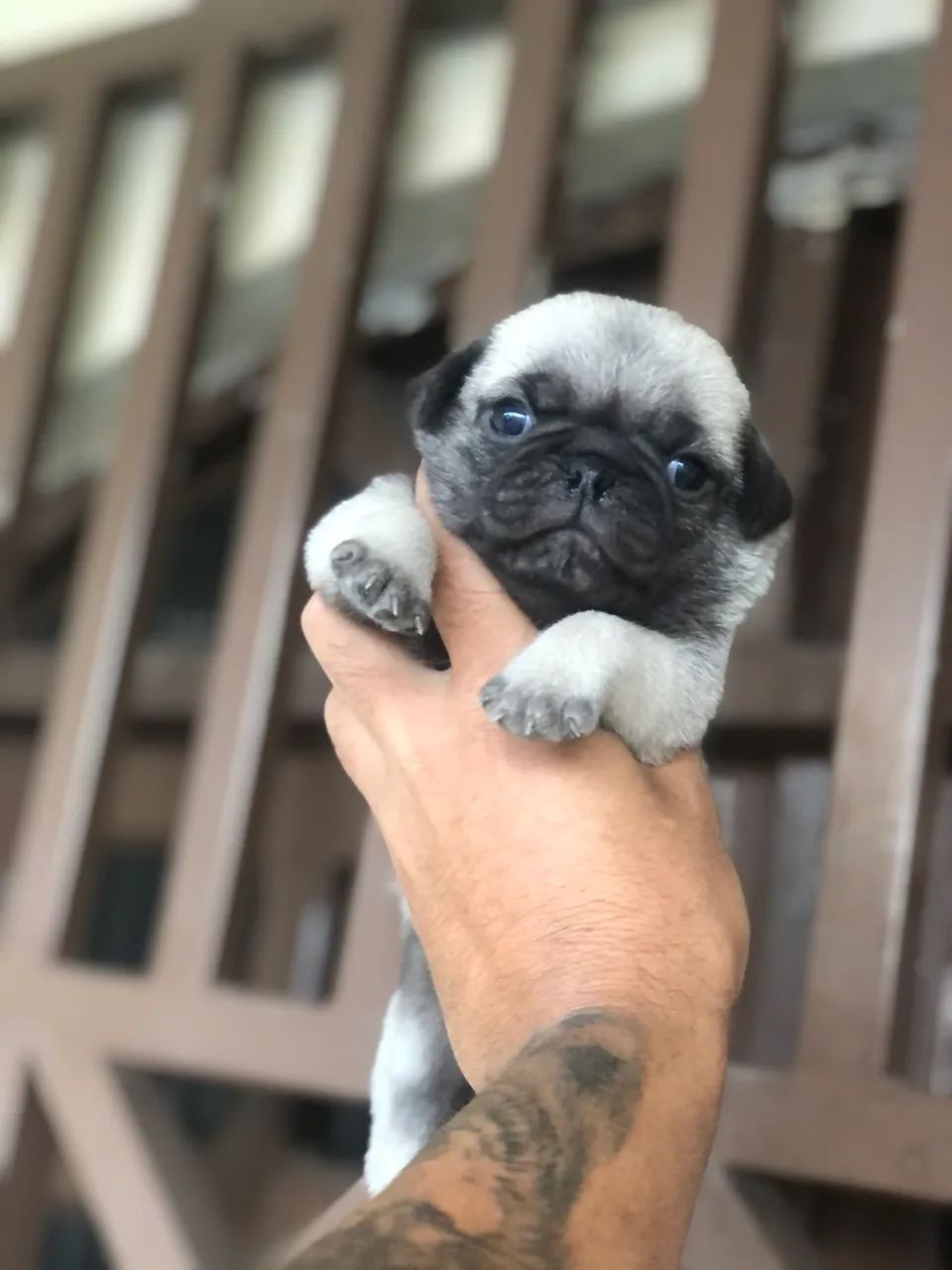 Pug FÊMEA  - Foto 3