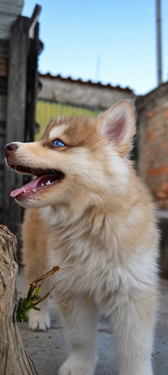 Pomsky F2. .   - Foto 2