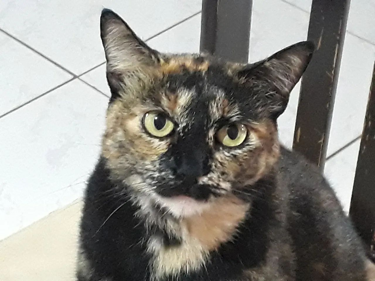 Vendo ágio de lote