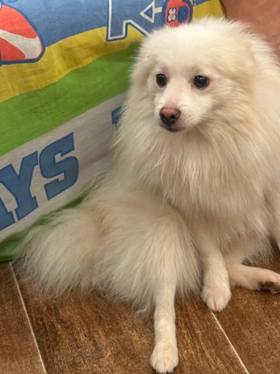 Lindo Spitz Alemão Macho!