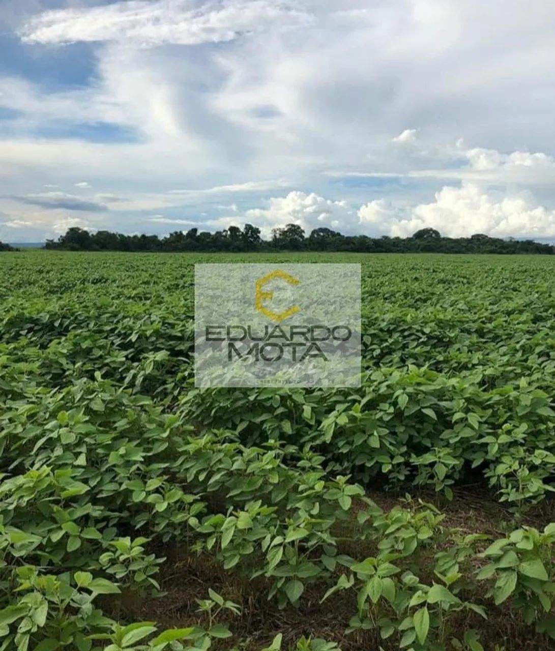 Fazenda em Centro - Vila Rica - Foto 2