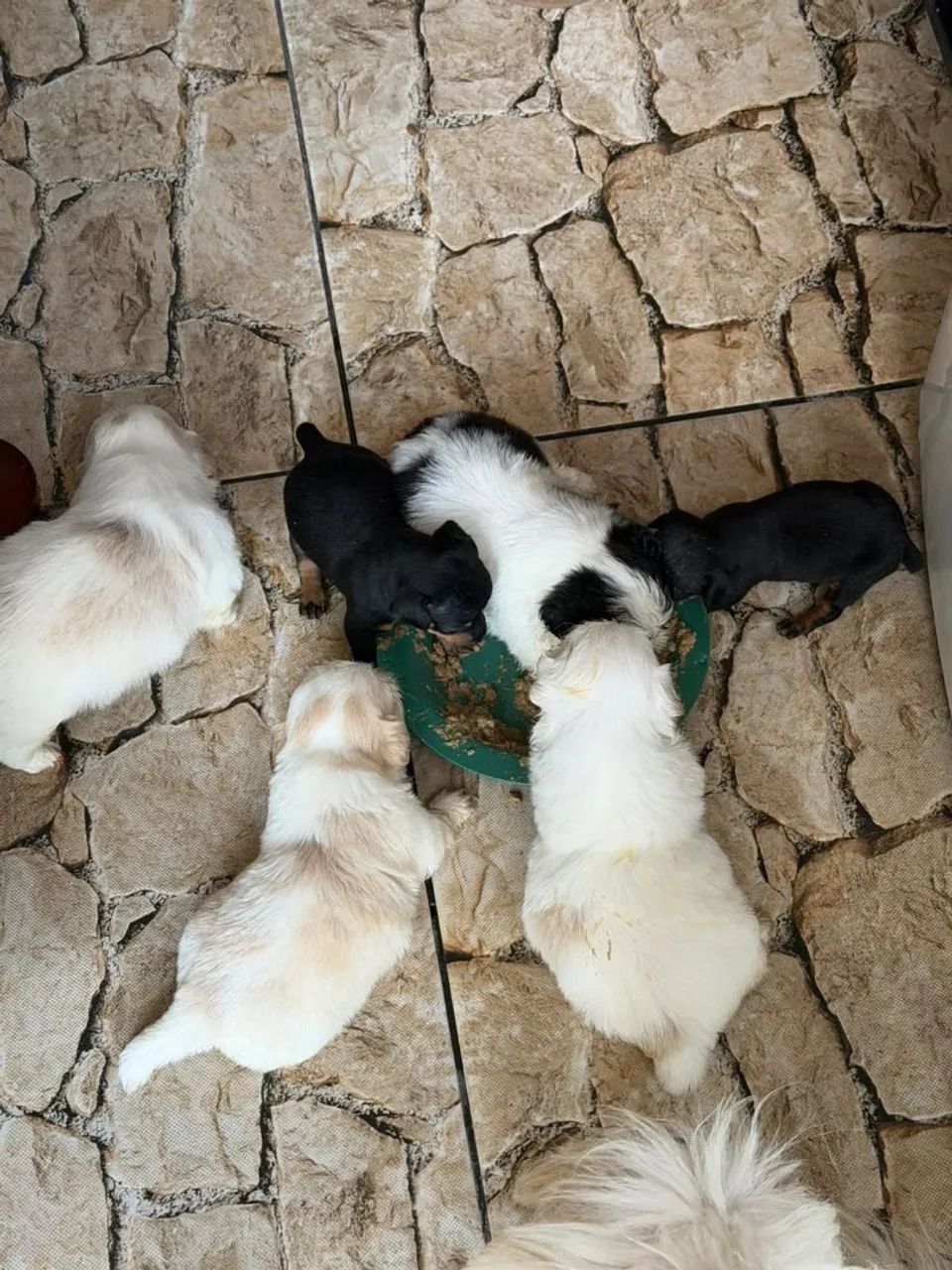 Filhote shihtzu  - Foto 2