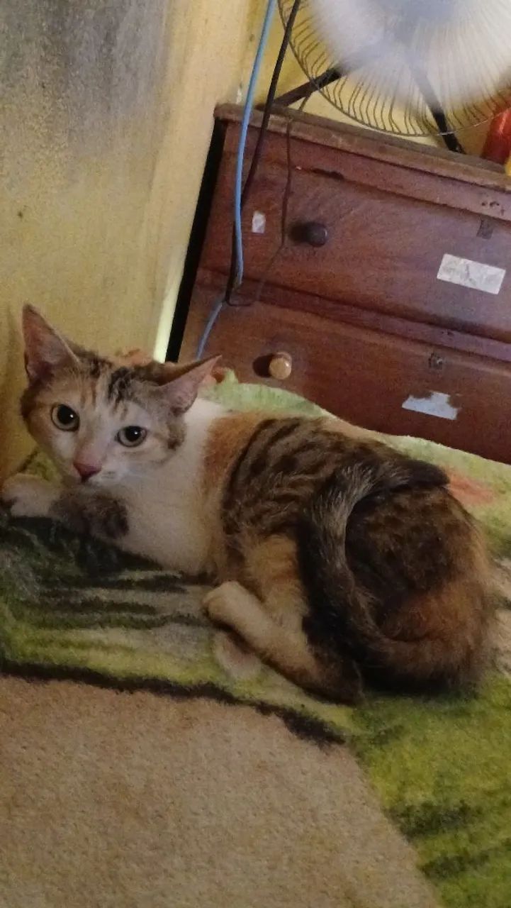 Doação de Gatinhos - Foto 5