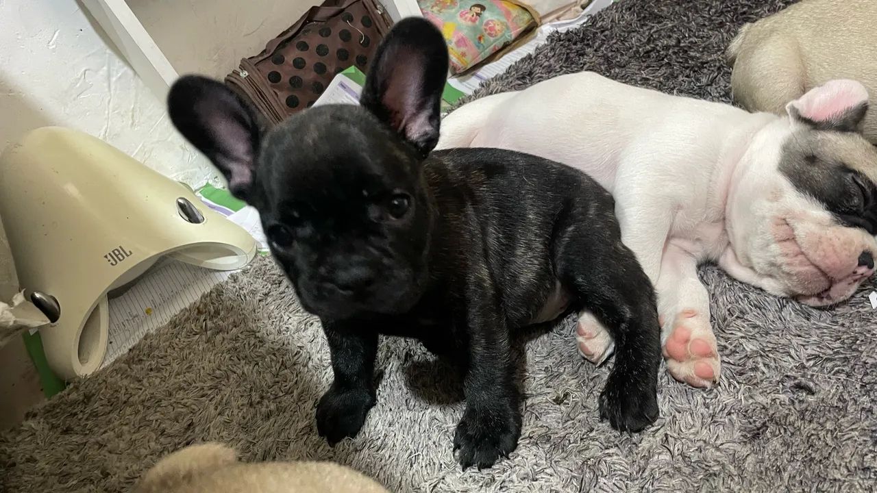 Buldogue francês  - Foto 2