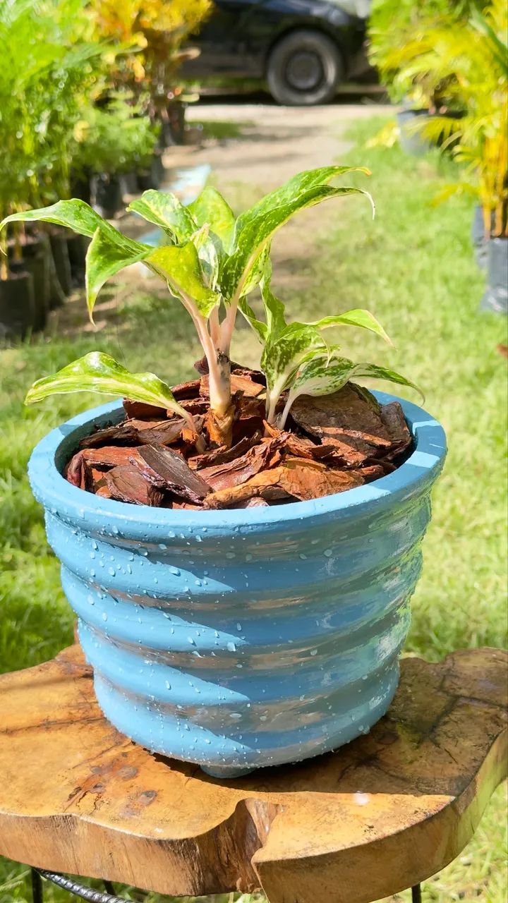 Jarros e plantas ?  - Foto 2