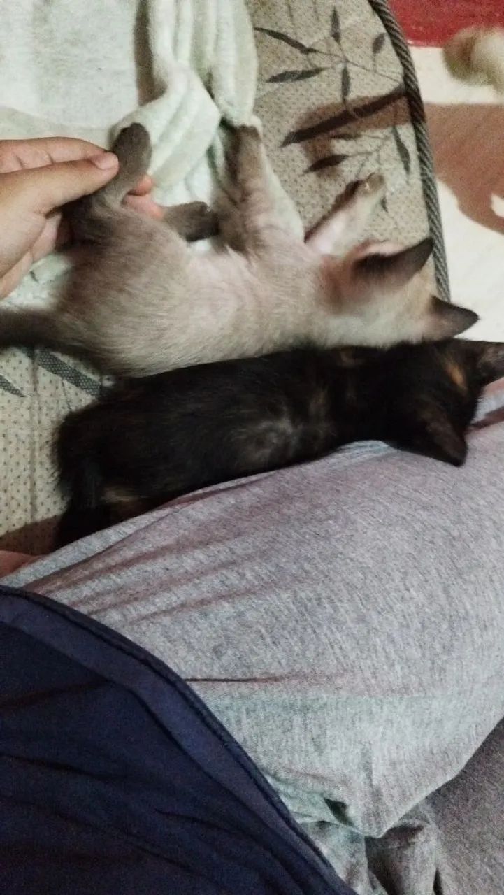 Gatinhos - Foto 5