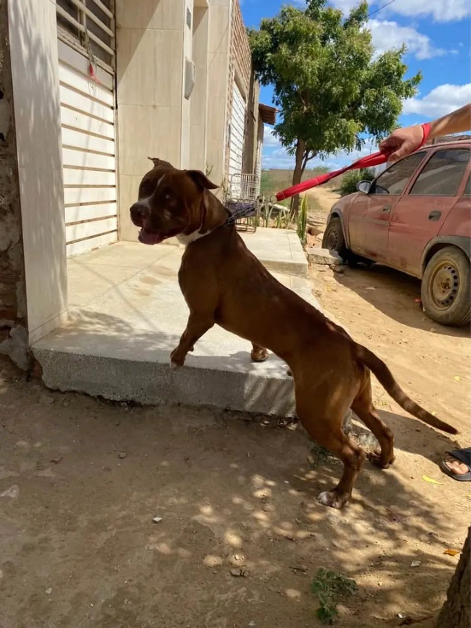 pit bull 1 aninho - Foto 4