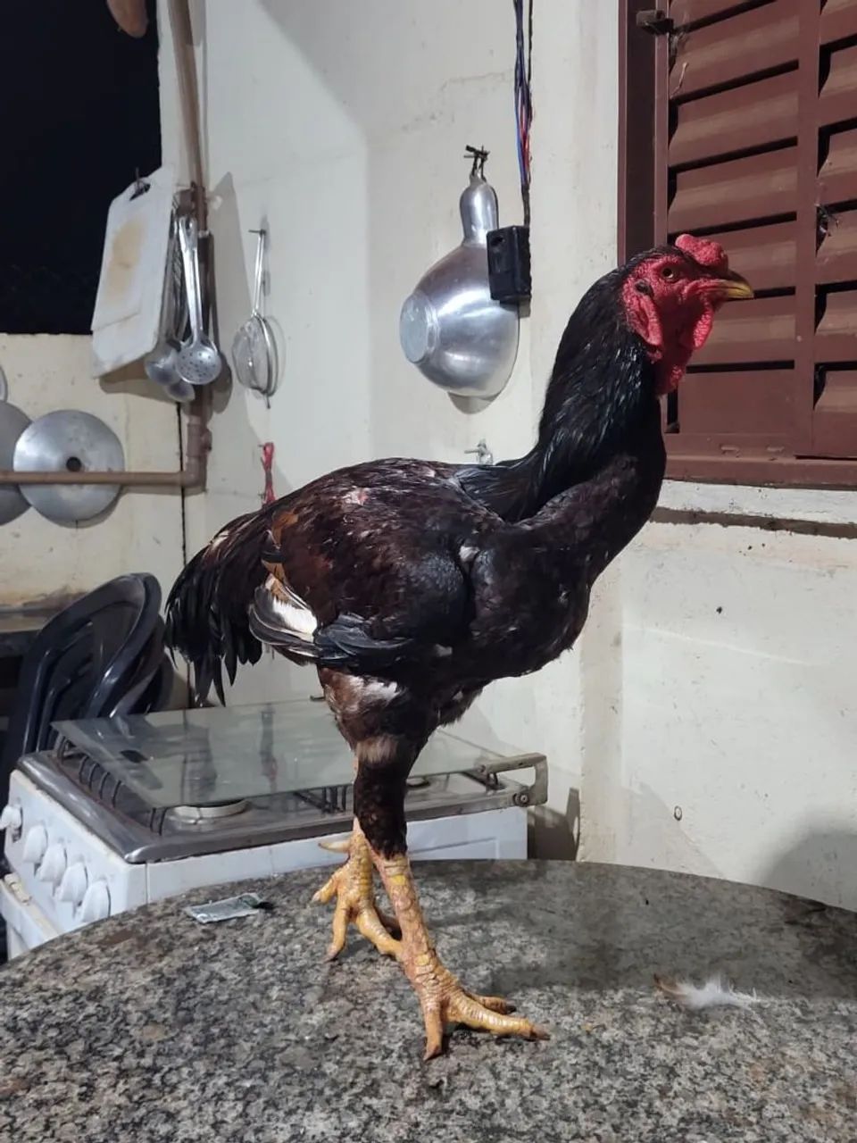 Animais - Foto 3