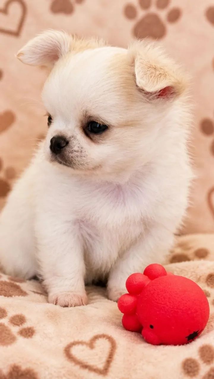 Chihuauha 