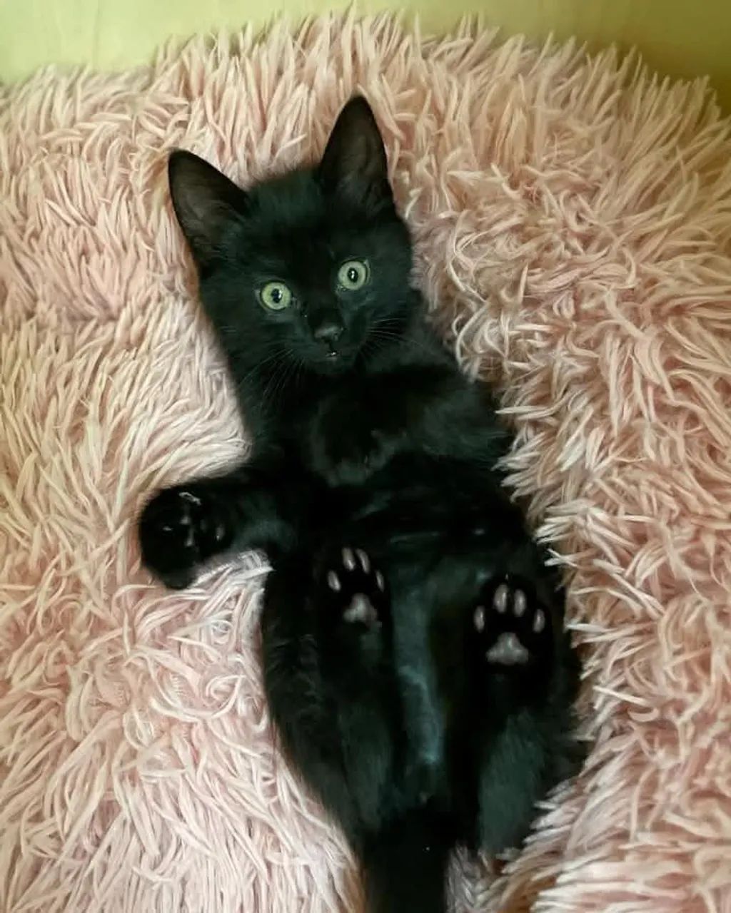 Filhotes de Russian Black 