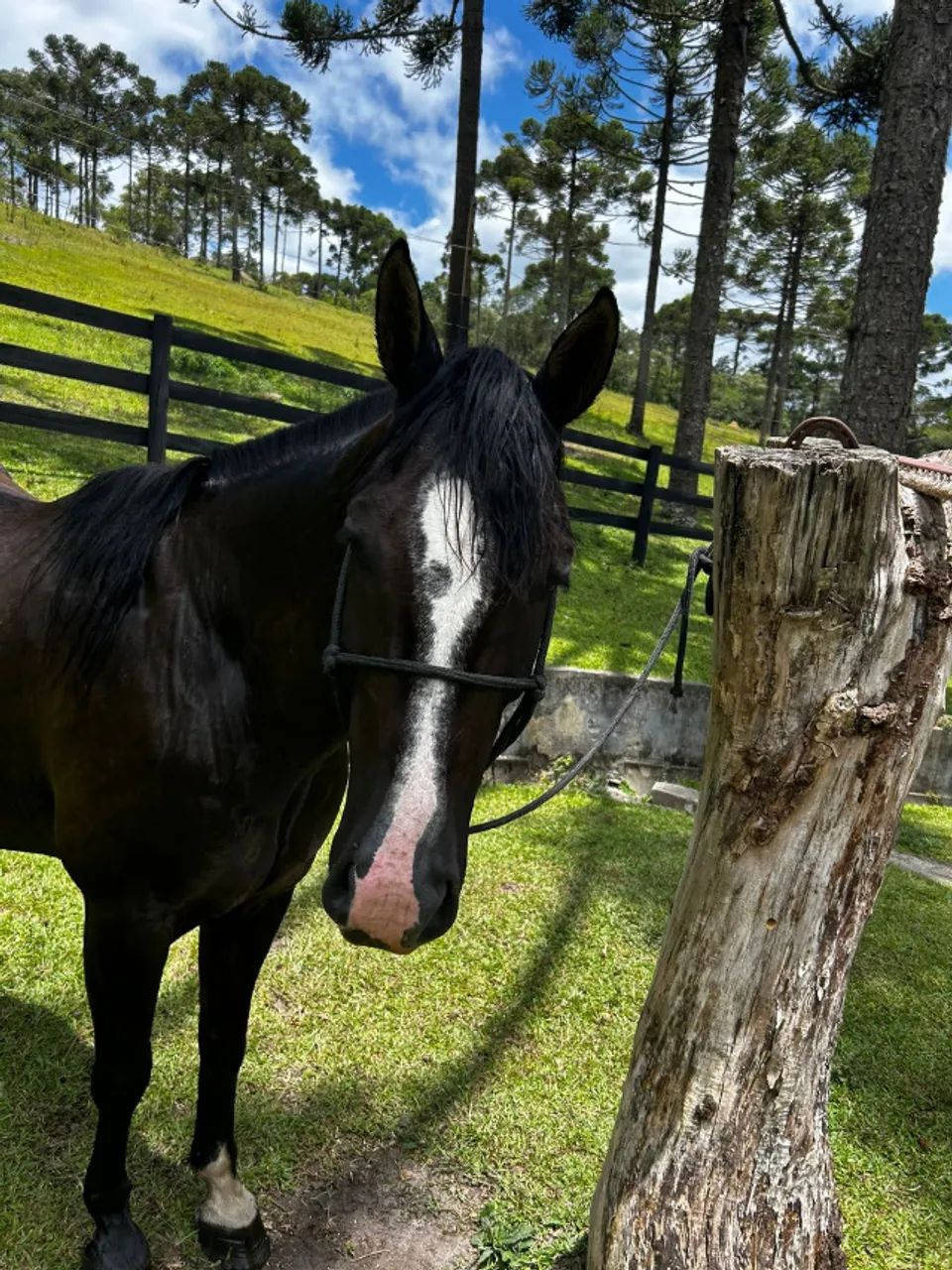 Cavalo Criolo - Lobuno - Foto 4