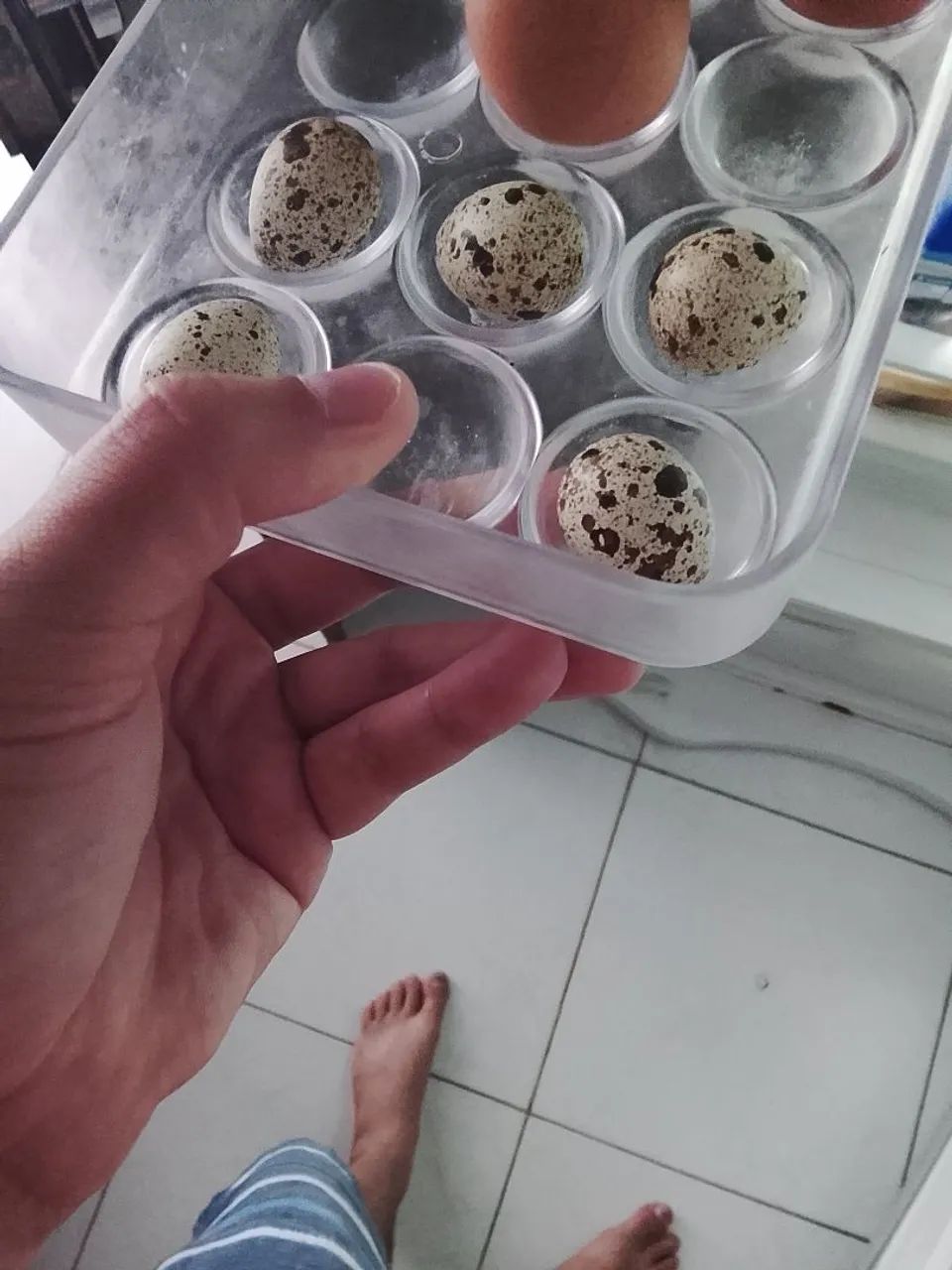 Gaiola para codornas gigantes com bebedouro e coxo - Foto 2