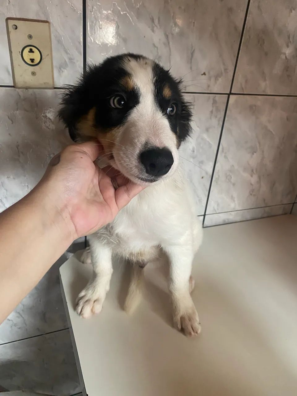 Filhote boder collie - Foto 2
