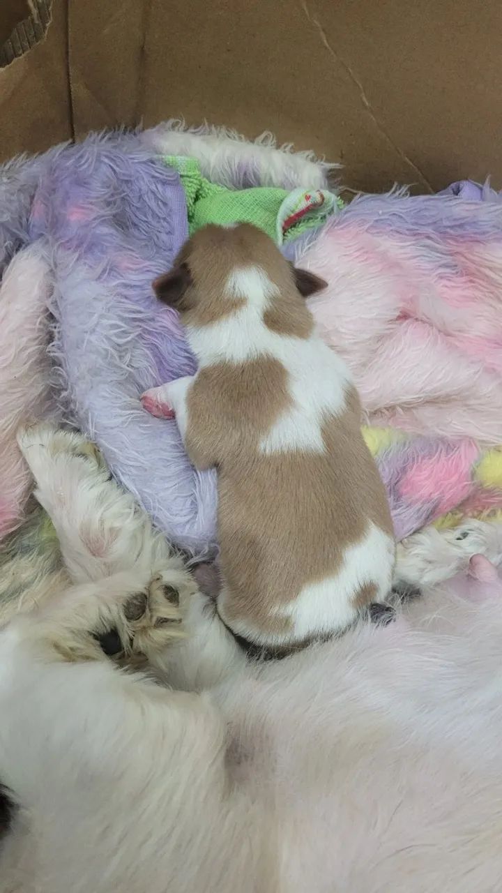 Vendo cachorro  - Foto 3