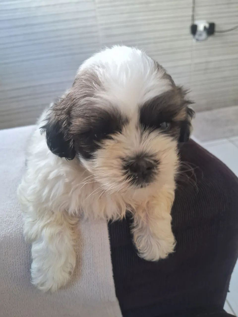 Cachorro ?  - Foto 5