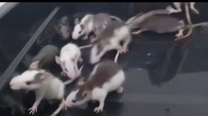 Ratos Twister, rato de laboratório, rato branco, mercol, neonatos, rato branco - Foto 4