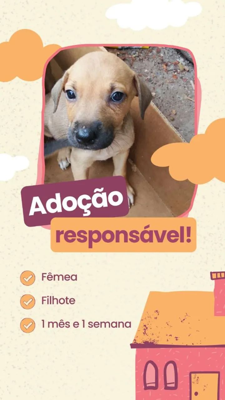 Doação de Filhotes  - Foto 3
