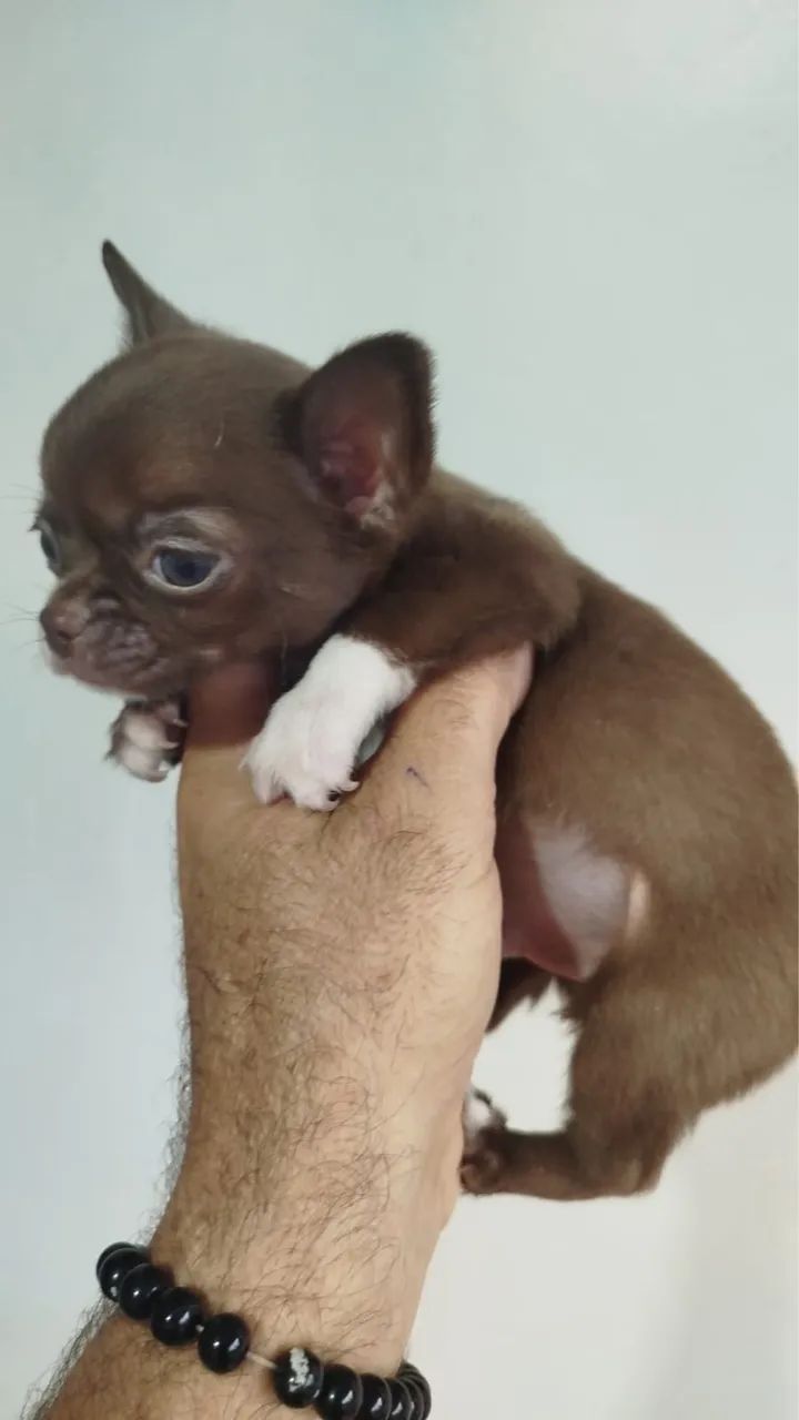 Chihuahua  - Foto 5