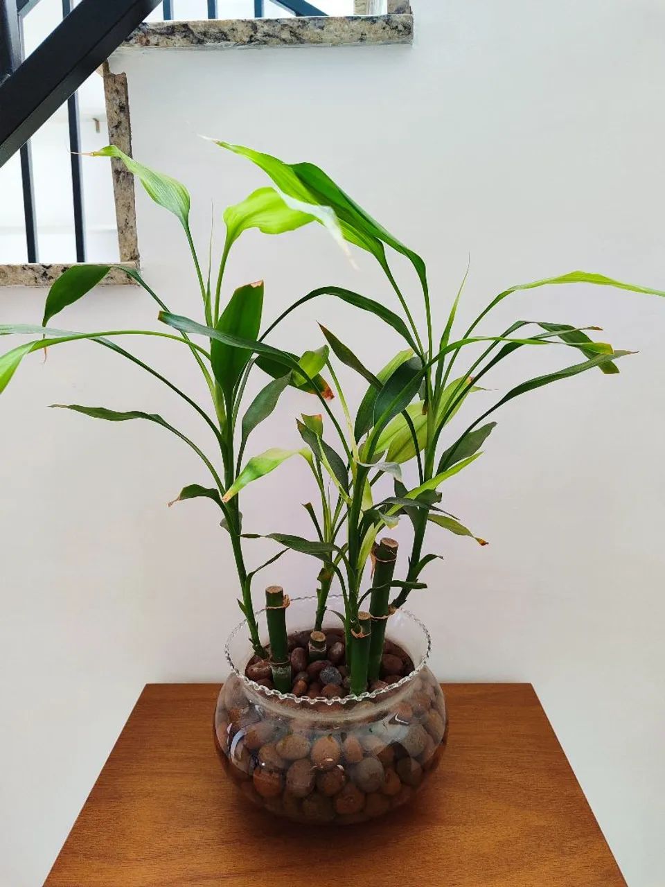 Bambu da sorte  - Foto 2