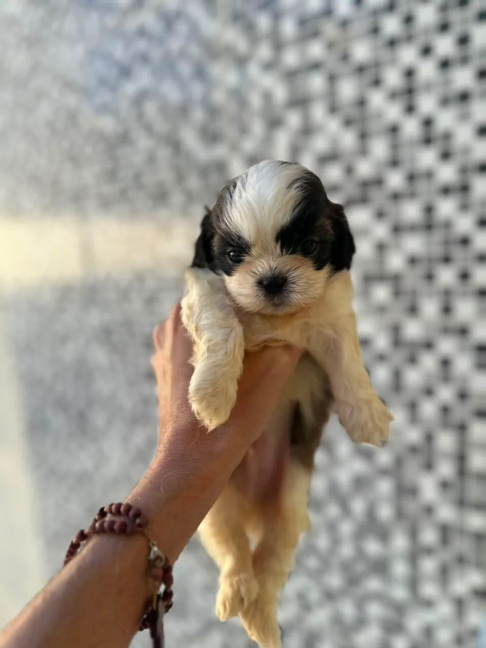 Mais que lindo perfeito shitzu - Foto 5